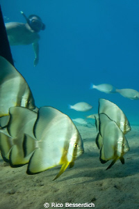 Group of bat-fishes are watchet by a snorcler ;-) CANON 4... by Rico Besserdich 